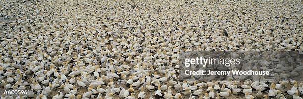 cape gannet colony - gannet stockfoto's en -beelden