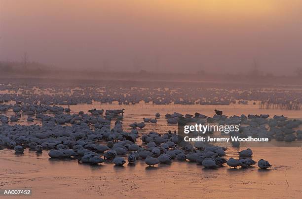 snow geese in bosque del apache, new mexico - bosque stock pictures, royalty-free photos & images