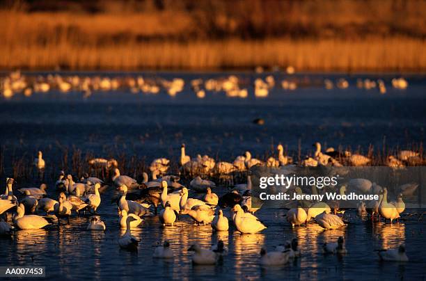 snow geese in bosque del apache, new mexico - bosque stock pictures, royalty-free photos & images