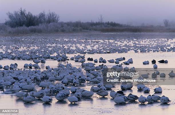 snow geese in bosque del apache, new mexico - bosque stock pictures, royalty-free photos & images