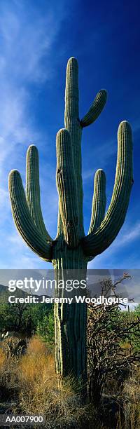 saguaro in arizona - pima county foto e immagini stock