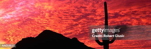 sunset in arizona - organ pipe cactus national monument stockfoto's en -beelden