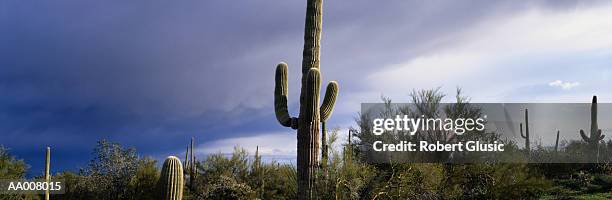 organ pipe cactus national monument - organ pipe cactus national monument stockfoto's en -beelden