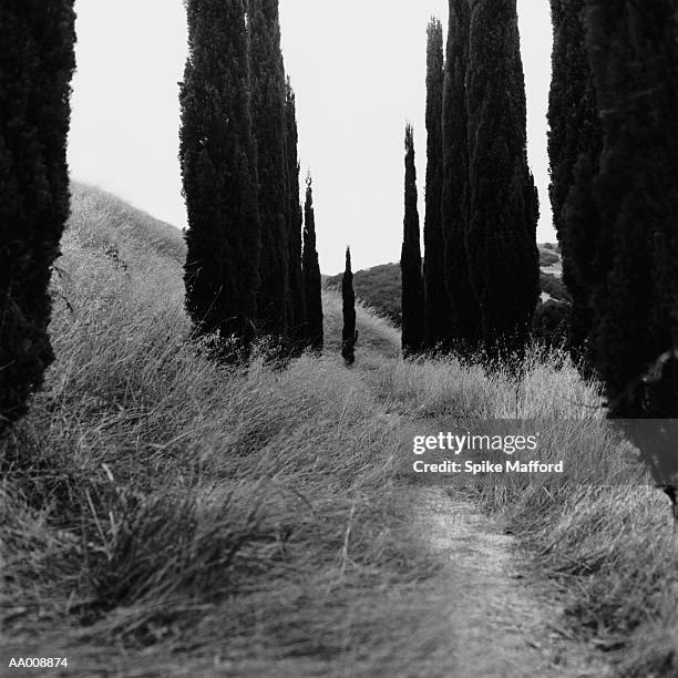 trail through trees - petaluma stock pictures, royalty-free photos & images