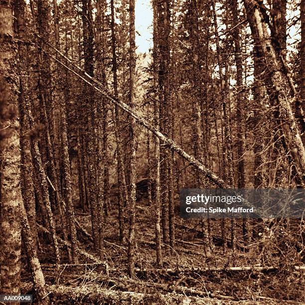 leaning tree in a deciduous forest - deciduous stock pictures, royalty-free photos & images