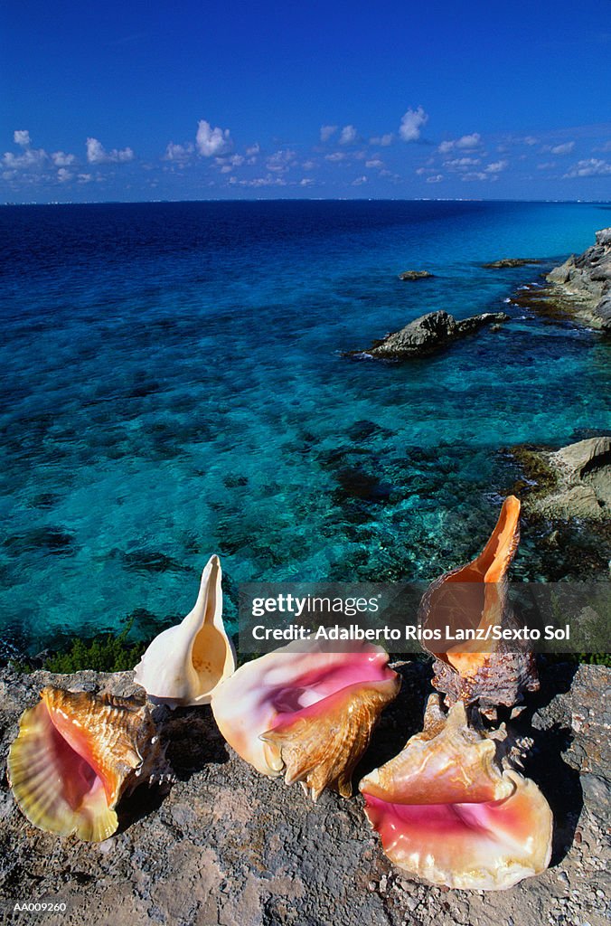 Seashell Arrangement on Isla Mujeres