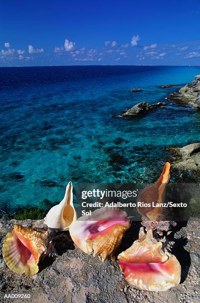 seashell arrangement on isla mujeres - isla mujeres bildbanksfoton och bilder