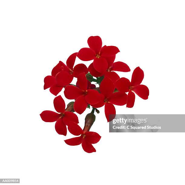 kalanchoe - kalanchoe stock pictures, royalty-free photos & images