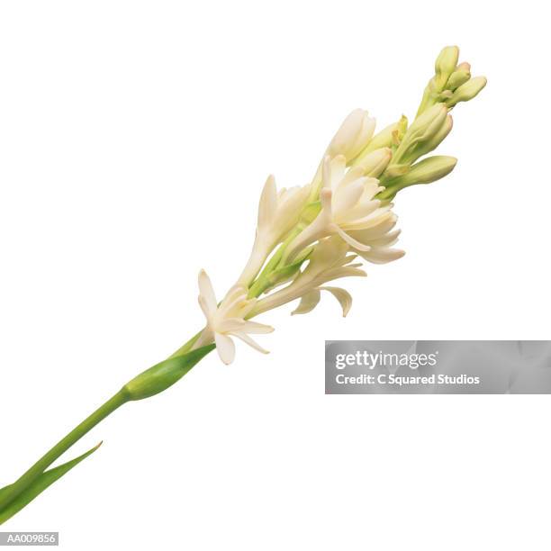 416 fotos e imágenes de Nardos - Getty Images 416 fotos e imágenes de Nardos - Getty Images