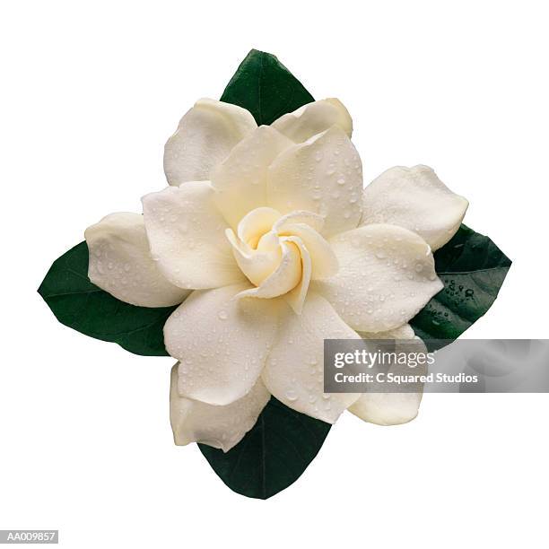 fotos e imágenes de Gardenia - Getty Images fotos e imágenes de Gardenia - Getty Images