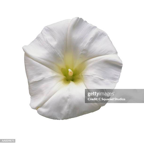 morning glory close-up - ipomoea fotografías e imágenes de stock