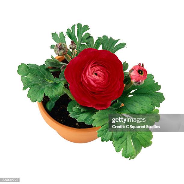 Fire Red Ranunculus 856 Ranuculus Red Stock Photos, High-Res Pictures, and Images - Getty ...