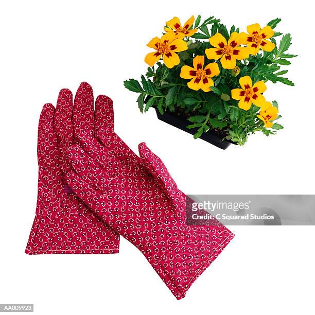 garden gloves and marigolds - corn marigold stock pictures, royalty-free photos & images