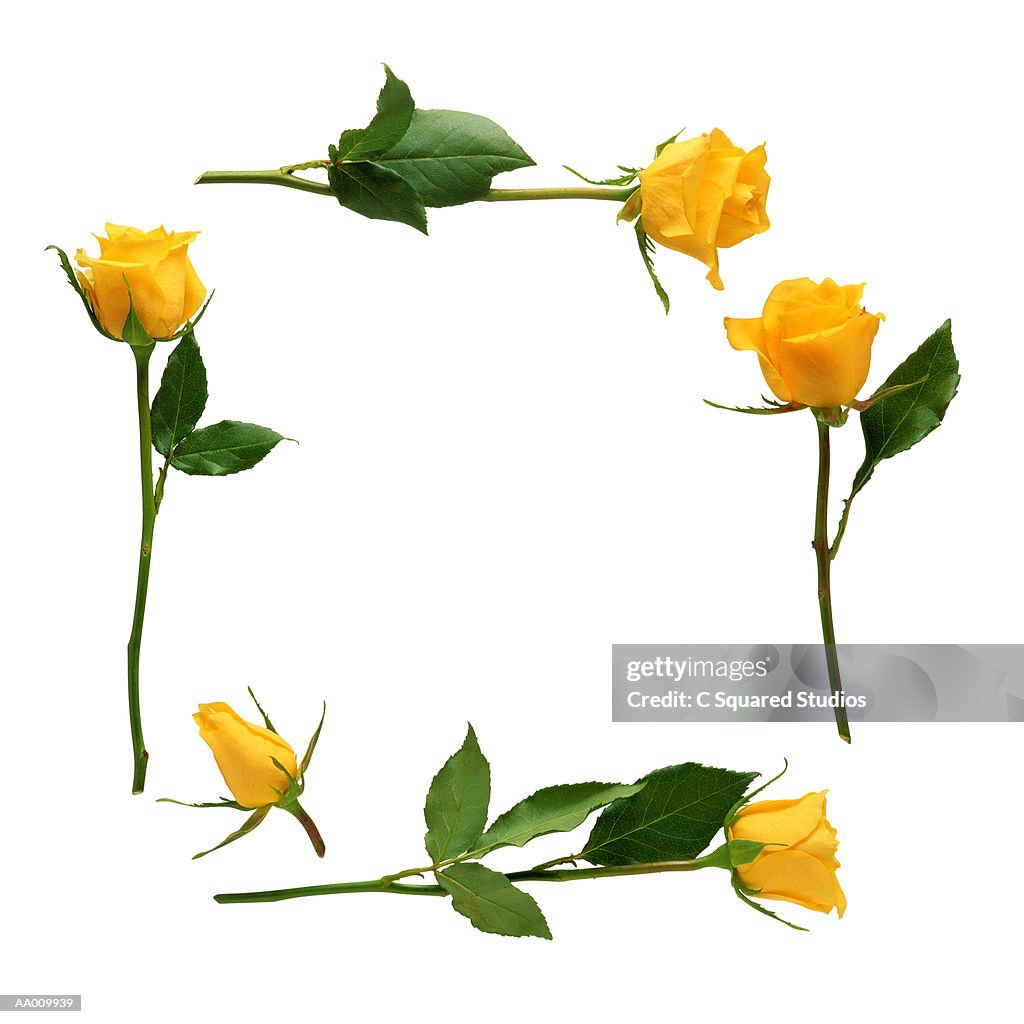Yellow Rose Frame