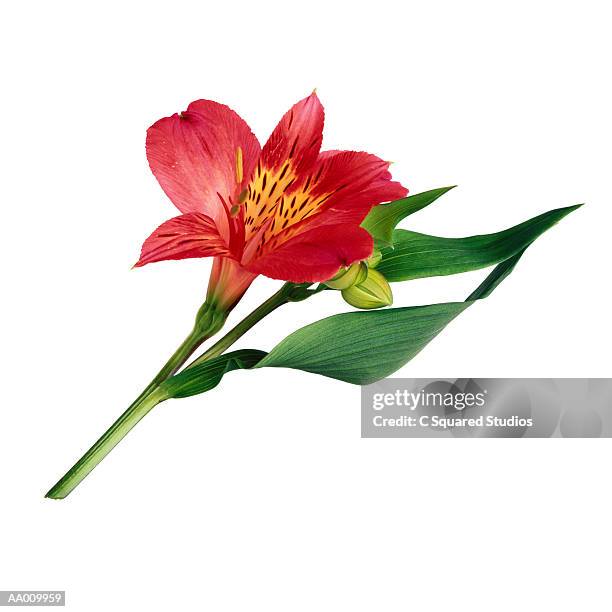 alstroemeria - alstroemeria stock pictures, royalty-free photos & images