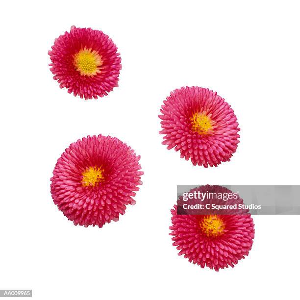 Pomponte 12 Pomponette Stock Photos, High-Res Pictures, and Images - Getty Images