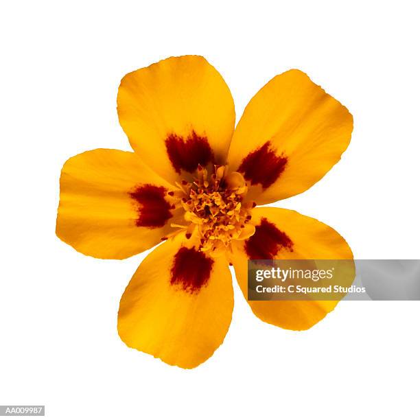 marigold close-up - corn marigold stock pictures, royalty-free photos & images
