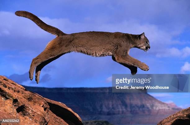 200 Puma Jumping Photos and Premium High Res Pictures - Getty Images