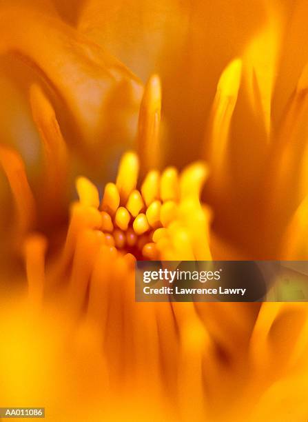 close-up of the center of a flower - in the center 個照片及圖片檔