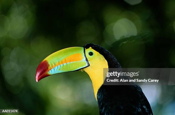 keel-billed toucan (ramphastos sulfuratus), close-up, profile - keel billed toucan stock pictures, royalty-free photos & images