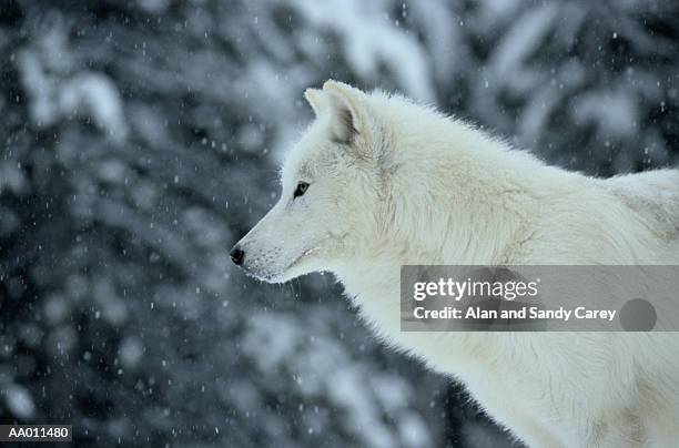 white wolf (canis lupus) in snow, close-up, profile - snow white - fotografias e filmes do acervo