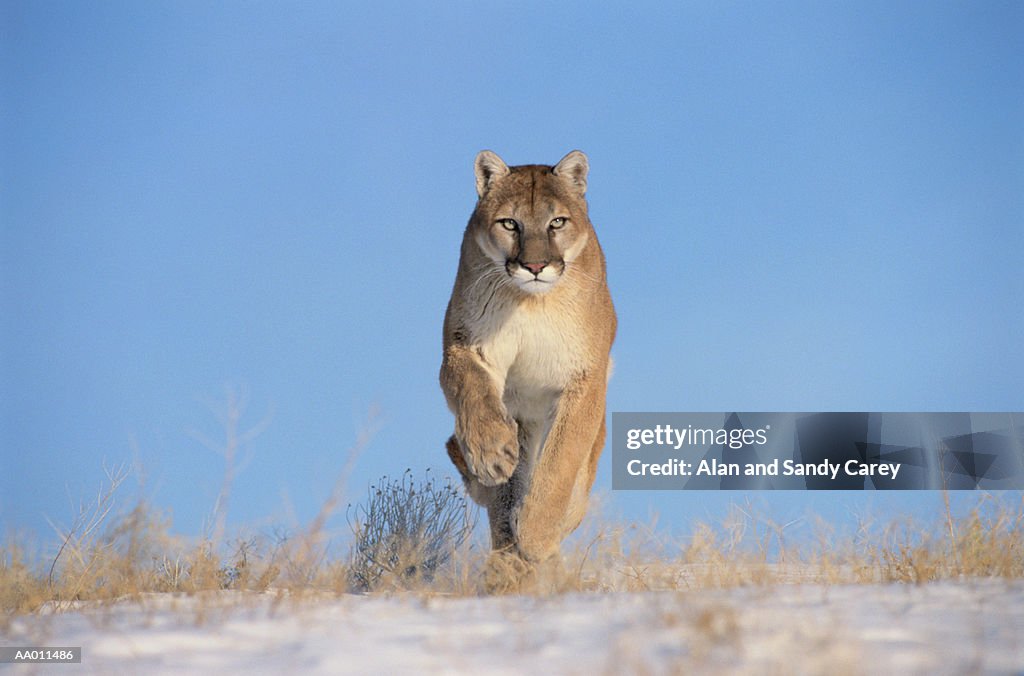 Mountain lion (Felis concolor) running on snow