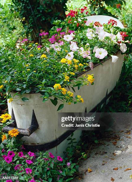 flowers blooming in a washtub - wash bowl stockfoto's en -beelden