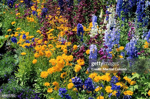 flowers in a garden - lobelia stock pictures, royalty-free photos & images