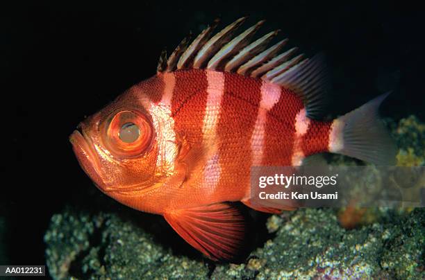 bigeye fish - bigeye fish stock pictures, royalty-free photos & images