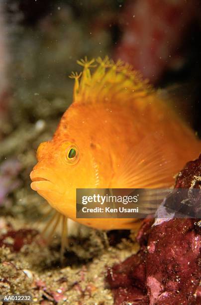 hawkfish - hawkfish stock pictures, royalty-free photos & images