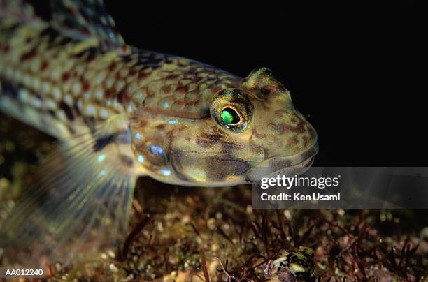 goby fish - trimma okinawae stock pictures, royalty-free photos & images