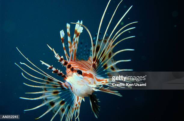 lionfish (pterois sp.) - suruga bay stock pictures, royalty-free photos & images