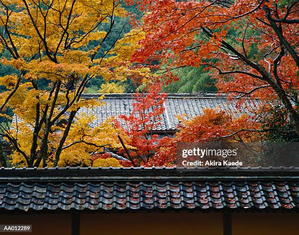 japan, shiga prefecture, kohra, saimyo temple roof, autumn leaves - préfecture de shiga photos et images de collection