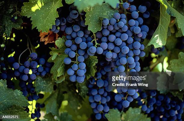 merlot grapes - merlot grape stock pictures, royalty-free photos & images