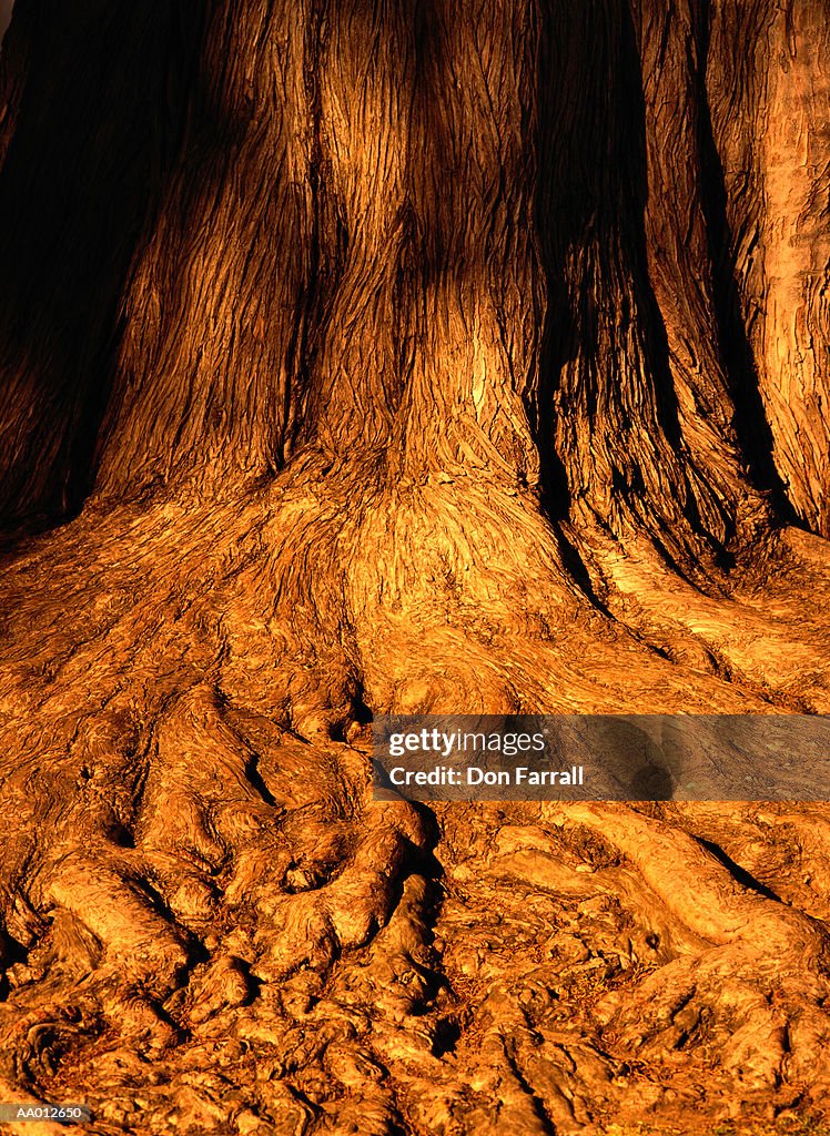 Tree Roots