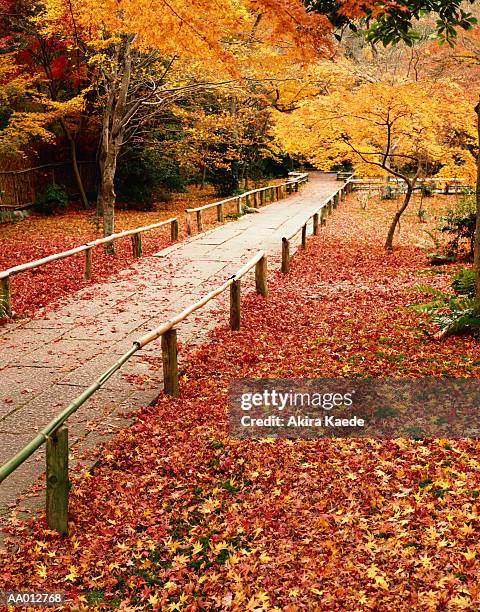 autumn in kyoto - akira lane ストックフォ�トと画像