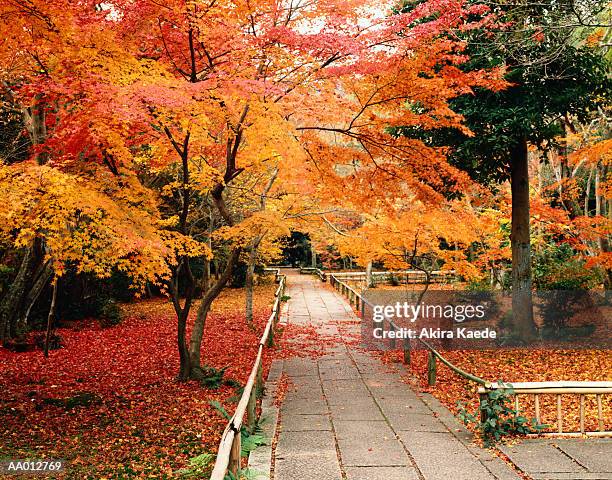 autumn in kyoto - akira lane ストックフォトと画像