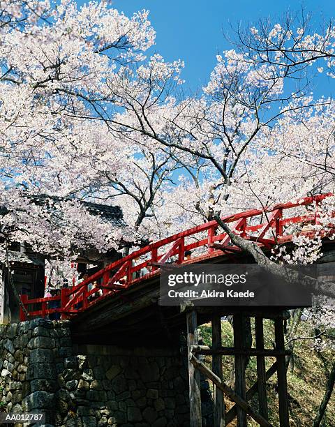 japan, nagano prefecture, takatoh, red bridge with cherry blossoms - cherry blossoms foto e immagini stock