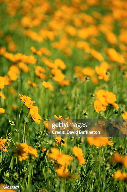 field of yellow coreopsis - corisperma fotografías e imágenes de stock