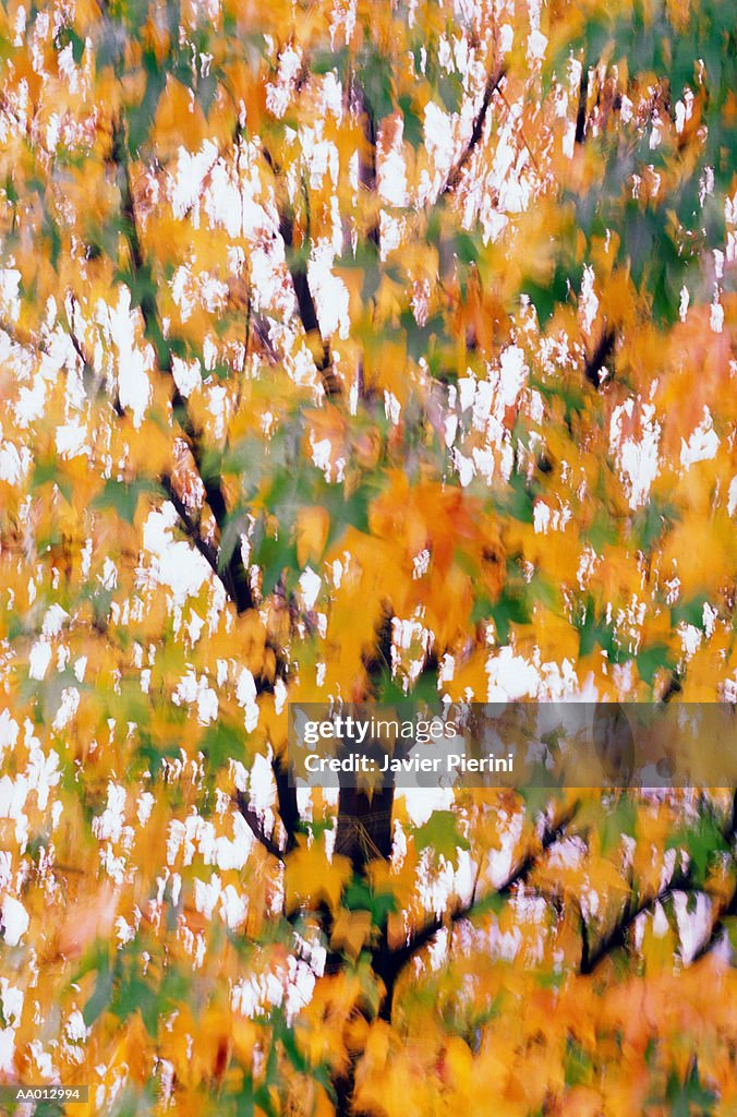 Autumn Leafed Maple Tree