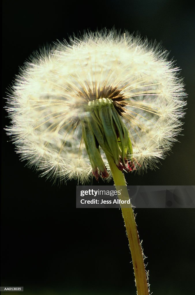 Dandelion