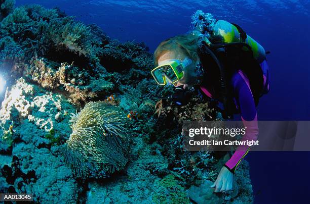 diver in the lombok strait - lombok stock-fotos und bilder