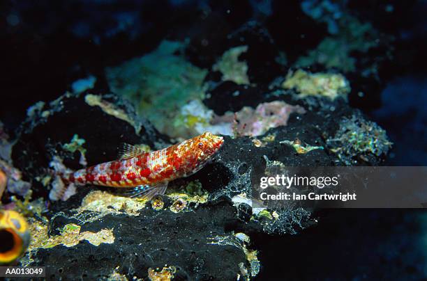 lizard fish - lizardfish stock pictures, royalty-free photos & images