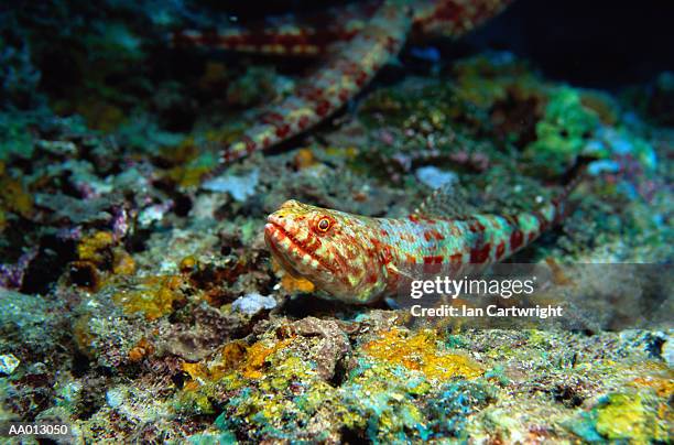 lizard fish close-up - lizardfish stock pictures, royalty-free photos & images