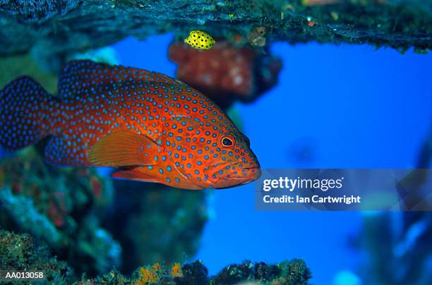 coral trout - coral hind stock pictures, royalty-free photos & images