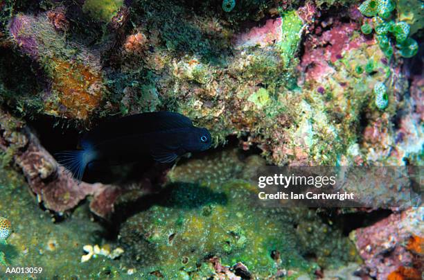black blenny - black blenny stock pictures, royalty-free photos & images
