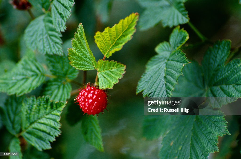 Salmonberry