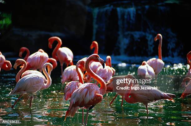 pink flamingos - jurong bird park stock pictures, royalty-free photos & images