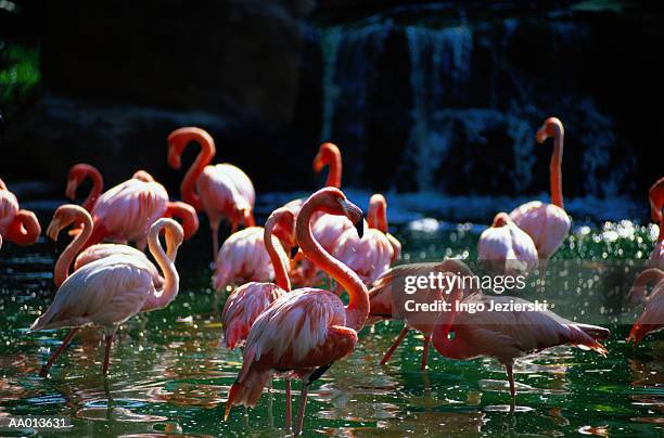 pink flamingos - jurong bird park - fotografias e filmes do acervo