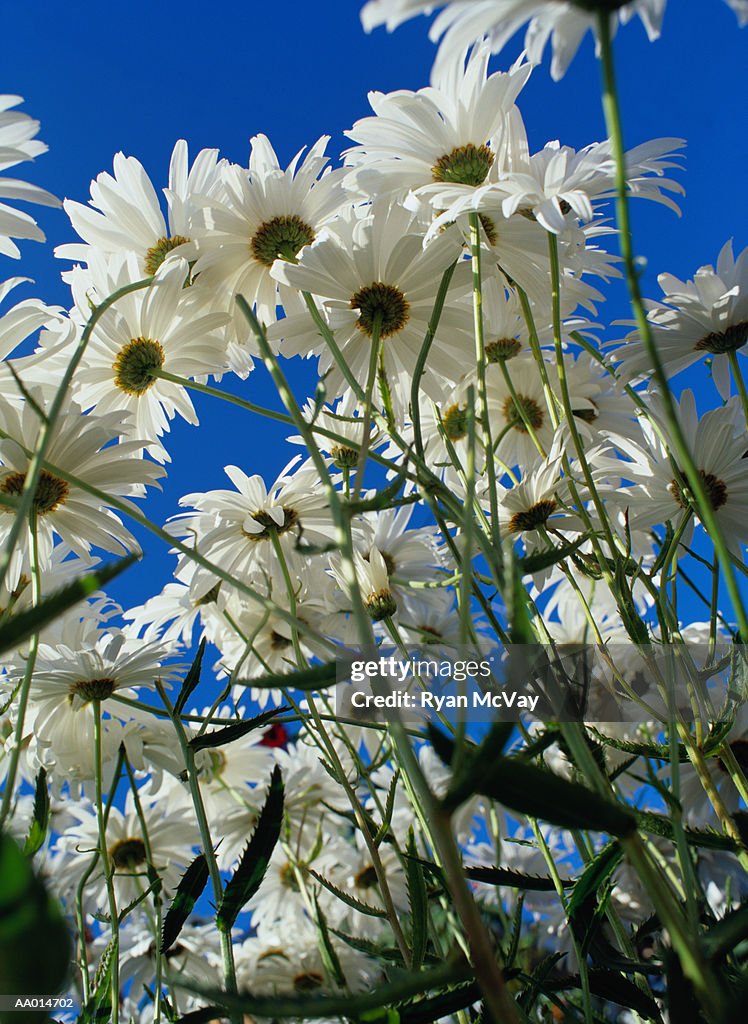 Below View of Daisies